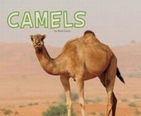 Enlarge image Cover: Camels - Raintree