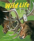 Cover: The Wild Life of Elk - Mountain Press
