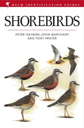 Cover: Shorebirds - Helm