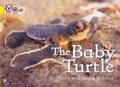 Cover: The Baby Turtle - Collins