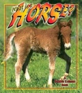 Cover: What Is A Horse? - Crabtree Publishing Co,US