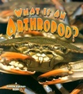 Cover: What is an Arthropod - Crabtree Publishing Co,US