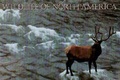 Cover: Wildlife of North America - Hugh Lauter Levin Associates