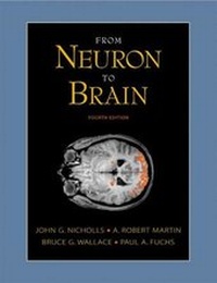 Abbildung von: From Neuron to Brain - Sinauer Associates Inc.,U.S.