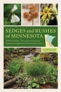 Cover: Sedges and Rushes of Minnesota - University of Minnesota Press