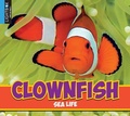 Cover: Clownfish - Lightbox