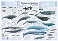 Cover: Whales and dolphins - Planet Poster Editions