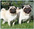 Cover: Pugs - For the Love of - M&ouml;pse 2019 - 16-Monatskalender mit freier DogDays-App - Brown Trout-Auslieferer Flechsig
