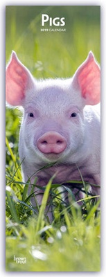 Abbildung von: Pigs - Schweine 2019 - Stürtz
