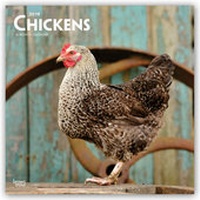 Abbildung von: Chickens - Hühner 2019 - 16-Monatskalender - Brown Trout