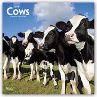 Abbildung von: Cows - Kühe 2019 - 16-Monatskalender - Brown Trout