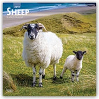 Abbildung von: Sheep - Schafe 2019 - 16-Monatskalender - Brown Trout