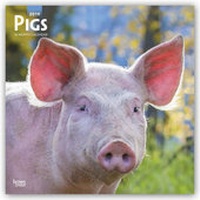 Abbildung von: Pigs - Schweine 2019 - 16-Monatskalender - Brown Trout
