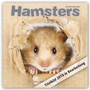Bild: Hamsters - Hamster 2019 - Avonside Publishing Ltd