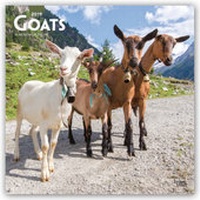 Abbildung von: Goats - Ziegen 2019 - 16-Monatskalender - Brown Trout