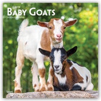 Abbildung von: Baby Goats - Ziegenbabys 2019 - 16-Monatskalender - Brown Trout