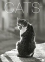 Bild: Wegler Cats Edition - Kalender 2019 - Heye