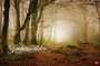 Bild: Zauberwälder - Kalender 2019 - Heye