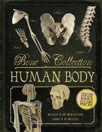 Enlarge image Cover: Bone Collection: Human Body - Silver Dolphin Books