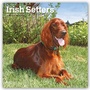 Bild: Irish Setters - Irish Setter 2019 - 16-Monatskalender mit freier DogDays-App - Brown Trout