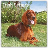 Bild vergrößern Bild: Irish Setters - Irish Setter 2019 - 16-Monatskalender mit freier DogDays-App - Brown Trout