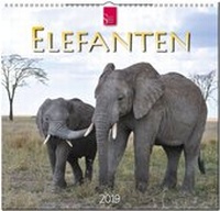 Abbildung von: ELEFANTEN - Stürtz