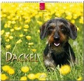 Cover: DACKEL - St&uuml;rtz