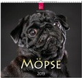 Cover: M&Ouml;PSE - St&uuml;rtz