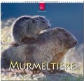 Cover: MURMELTIERE - St&uuml;rtz