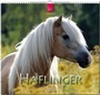 Cover: HAFLINGER - Stürtz