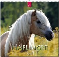Abbildung von: HAFLINGER - Stürtz