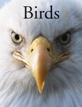 Cover: Birds - Amber Books