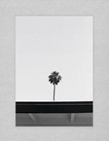 Cover: Palm - FRANCIS
