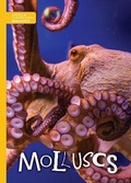 Cover: Molluscs - BookLife Publishing
