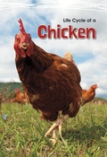 Cover: Life Cycle of a Chicken - Capstone Classroom