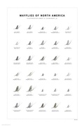 Cover: Mayflies of North America Print Set - Scott & Nix, Inc