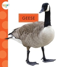 Enlarge image Cover: Geese - Spot