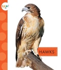 Cover: Hawks - Spot
