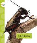 Cover: Crickets - Spot