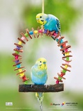 Cover: Wellensittiche - Arndt-Verlag bei AVES Publishing e.K.