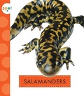 Cover: Salamanders - Amicus Ink