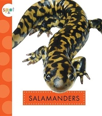 Enlarge image Cover: Salamanders - Amicus Ink