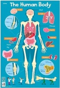 Cover: Human Body - Collins