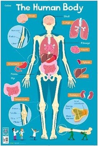 Enlarge image Cover: Human Body - Collins