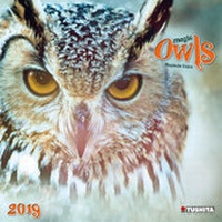 Enlarge image Cover: Magic Owls 2019 - Tushita PaperArt GmbH