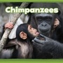 Cover: Chimpanzees - Raintree