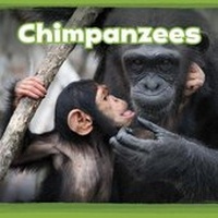 Enlarge image Cover: Chimpanzees - Raintree