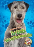 Cover: Irish Wolfhounds - Blastoff! Readers