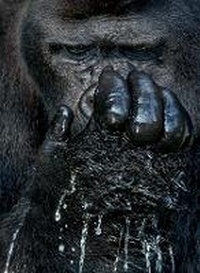 Enlarge image Cover: Graphis Photography Annual 2018 - Graphis US Inc