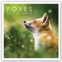 Cover: Foxes - Fuchs - Füchse 2019 - Stürtz